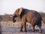 Bull elephant